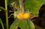 Feverwort